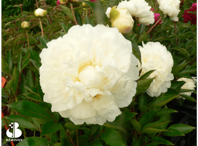 Paeonia lactiflora   'White Ivory'
